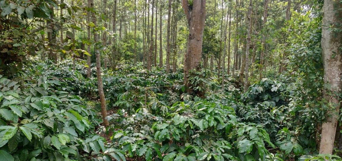 Rai Cottage @ Coorg ,Suntikoppa Ngoại thất bức ảnh