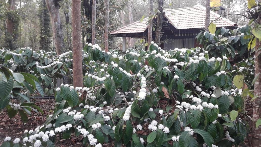 Rai Cottage @ Coorg ,Suntikoppa Ngoại thất bức ảnh